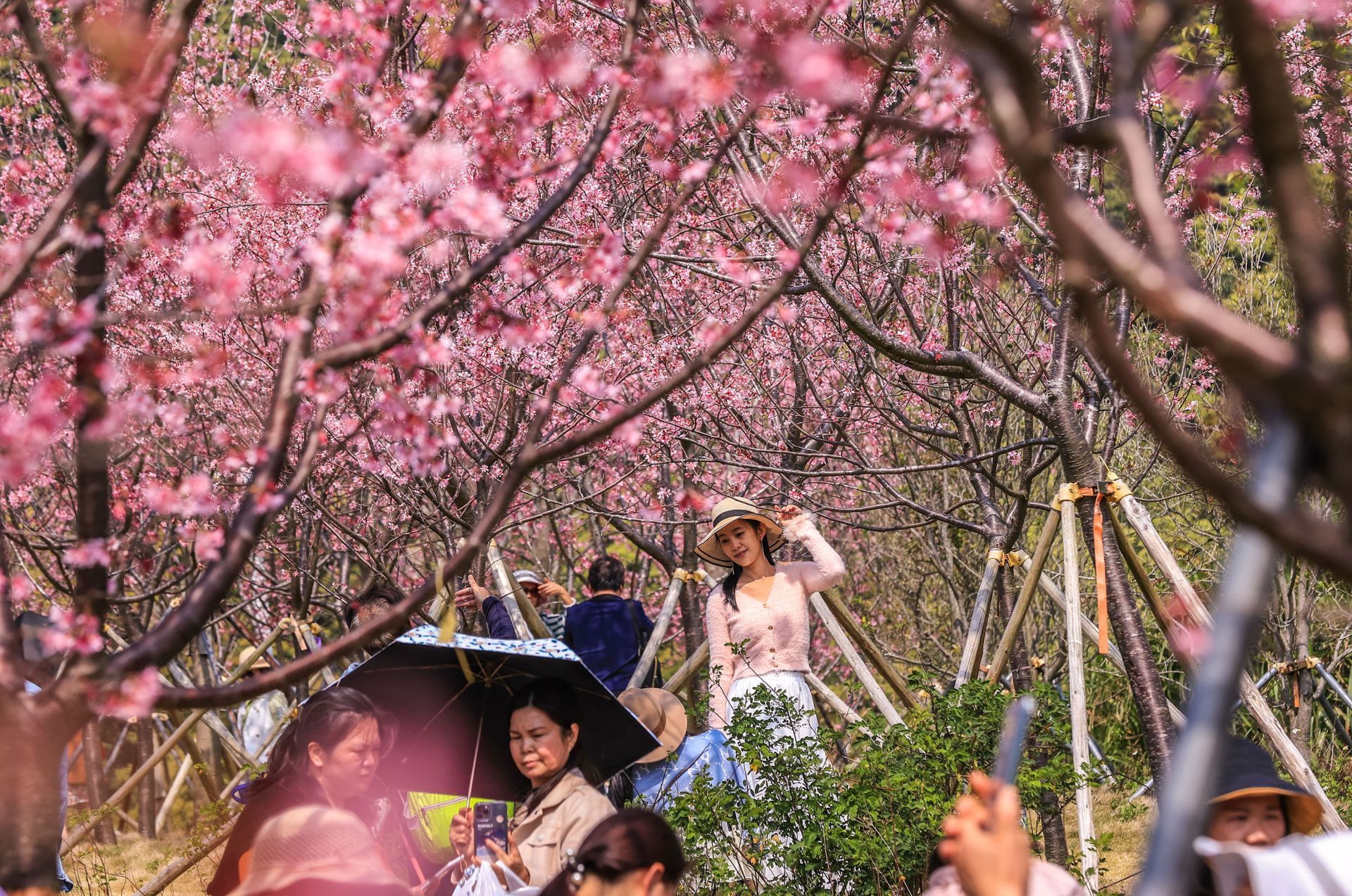深圳最美樱花在哪里十一月,看樱花不用出门