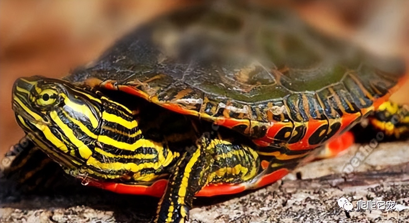 养龟新手最好养什么龟便宜,龟类宠物最好养的是什么龟