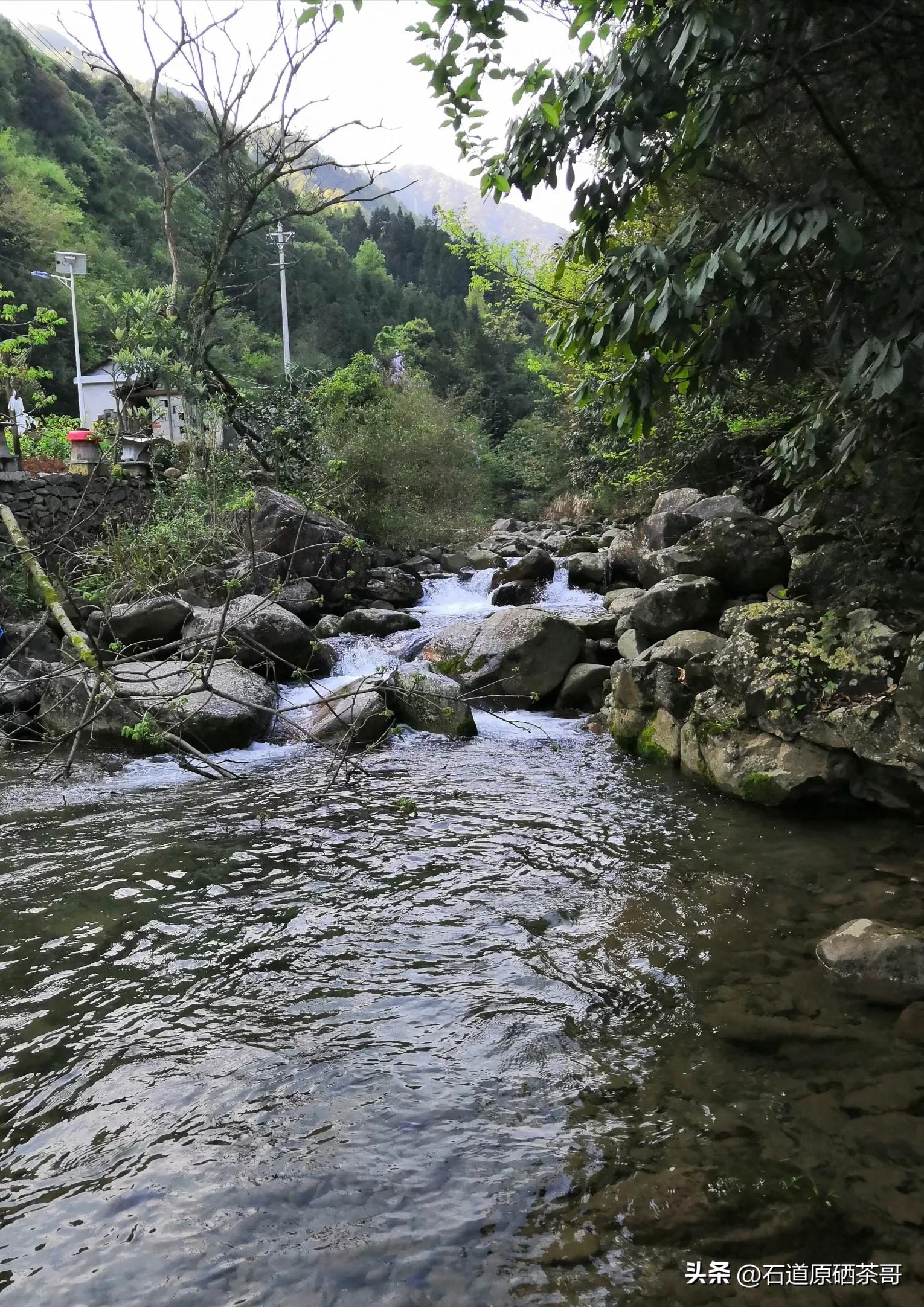 怎么看野茶,野茶好喝还是种植茶好喝