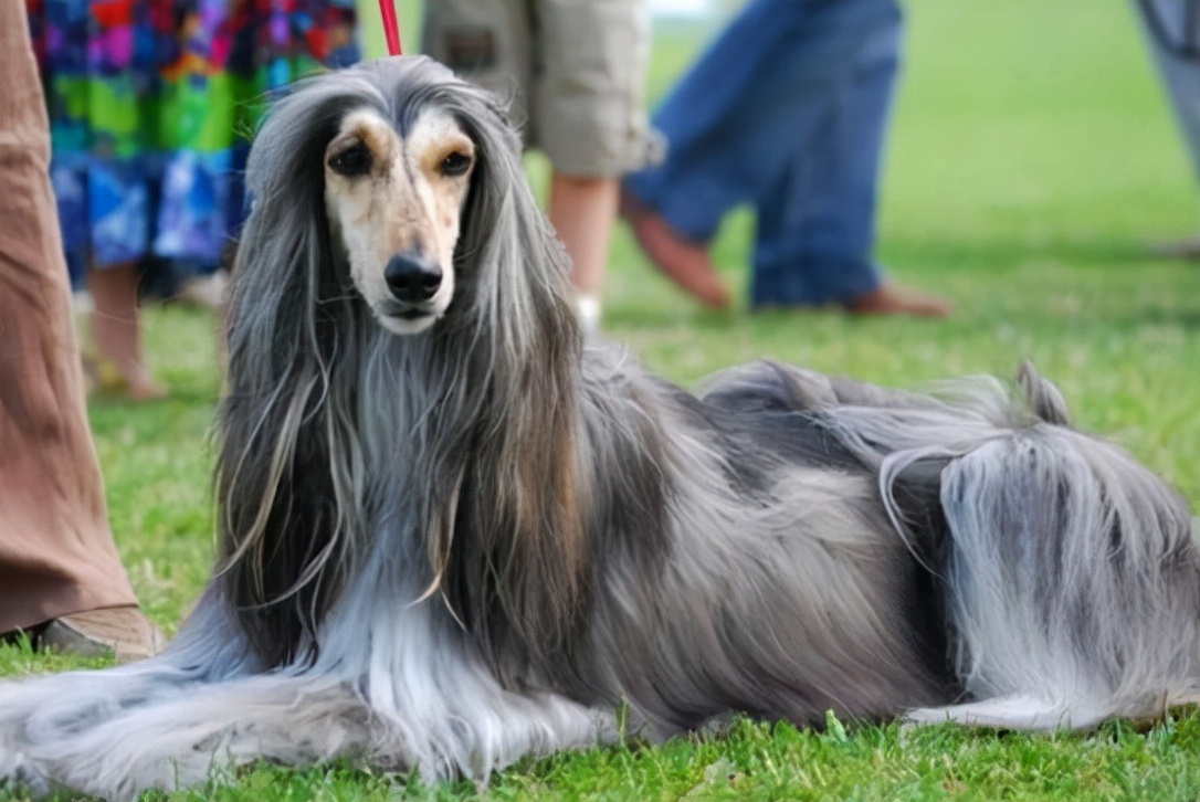 狗界“最笨”的3种狗和“最聪明”的3种狗，你也许养错了