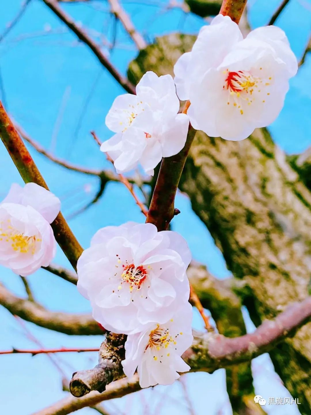 上海莘庄赏梅,新年莘庄梅园赏梅