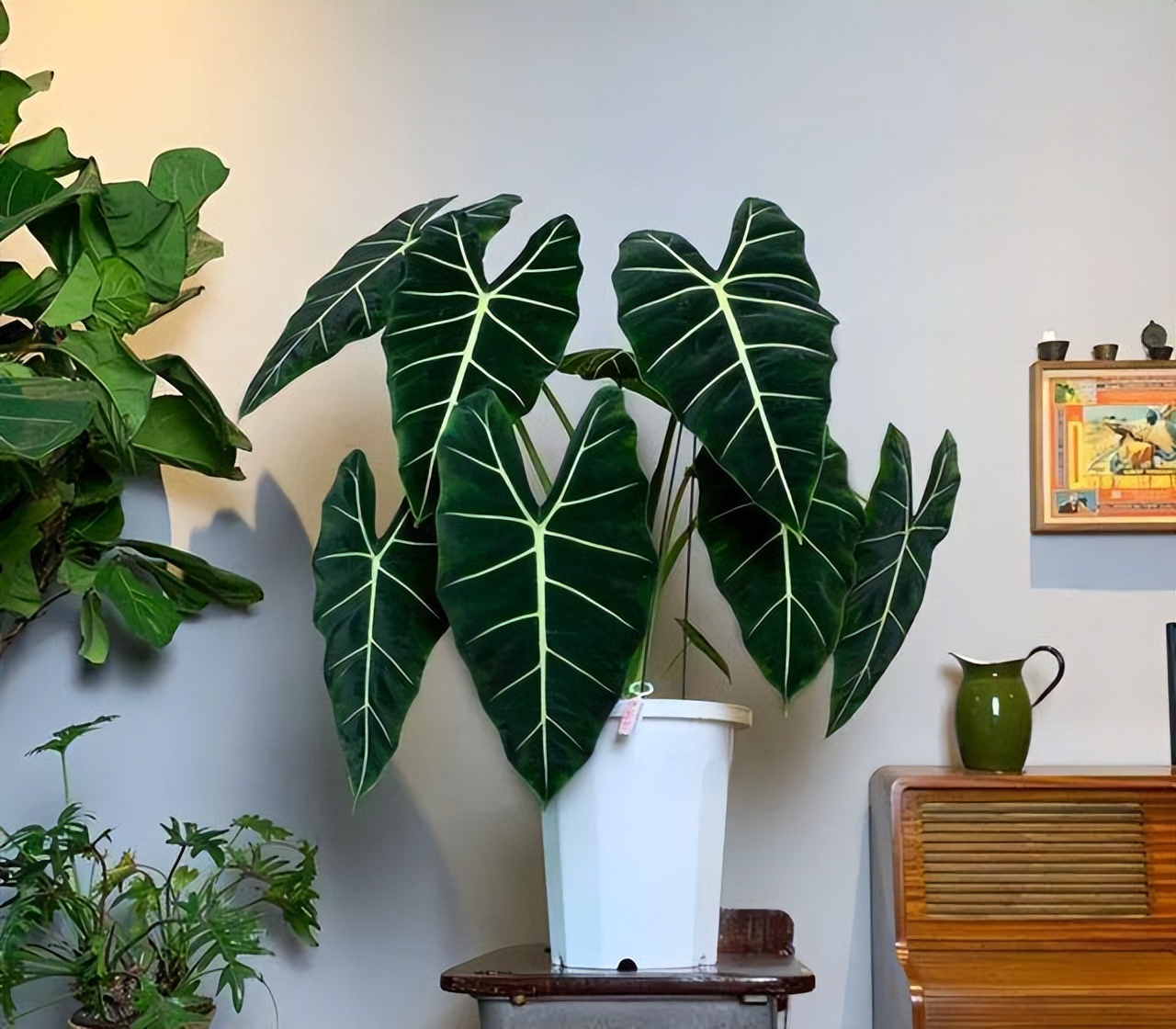 喜阴最好养的10种花,杜鹃花喜阴还是喜散光