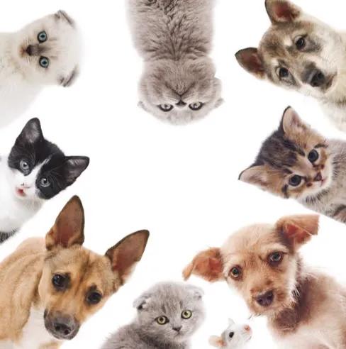 十大冷门副业赚钱项目排行第一,副业致富小项目视频