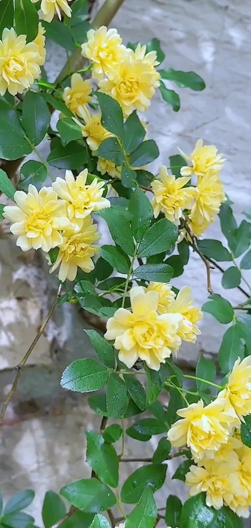 黄木香花的图片大全欣赏,怡人木香花图片欣赏