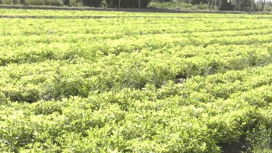 振兴乡村创业种植花生,乡村振兴小田变大田