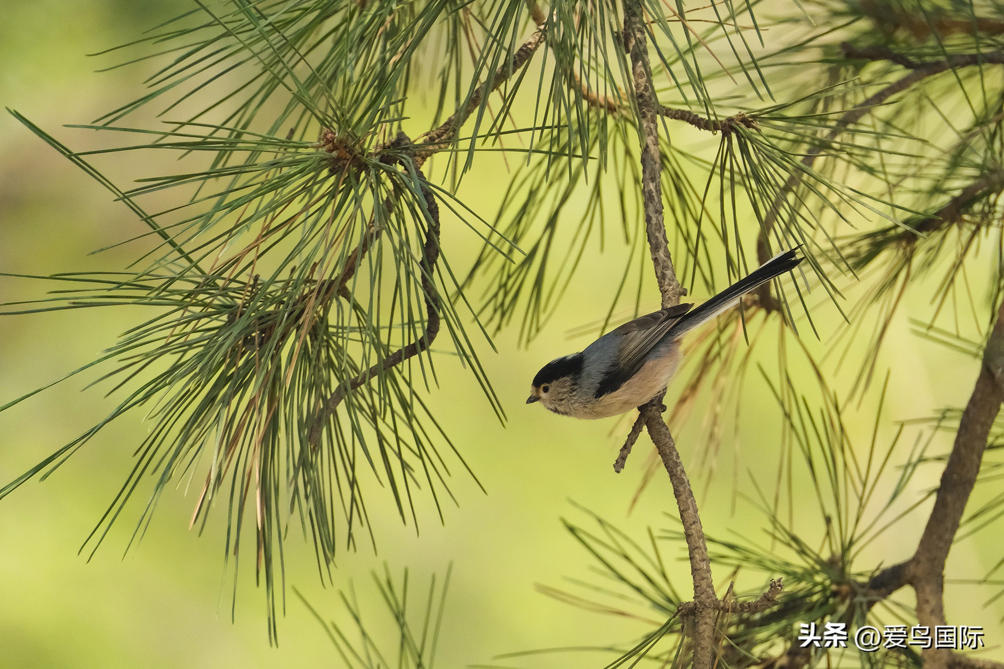 富士xh2s必备镜头,富士x-h2s配人像镜头