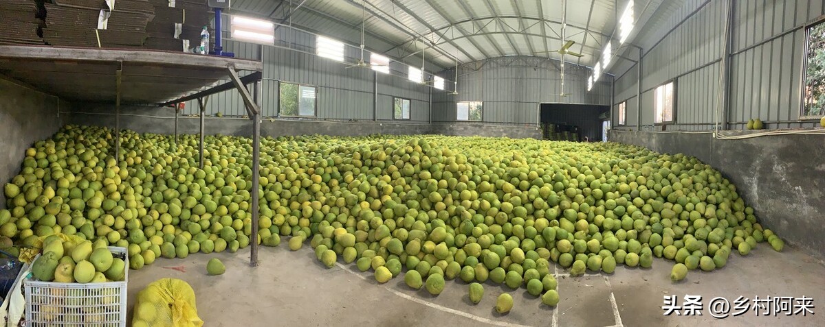 什么品种的柚子皮薄又大又甜,适合院子里种的柚子优良品种