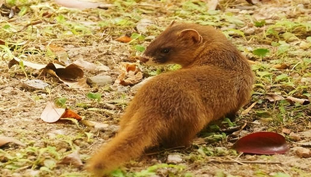 为啥有一代人说黄鼠狼不能吃,李时珍讲不吃黄鼠狼的原因