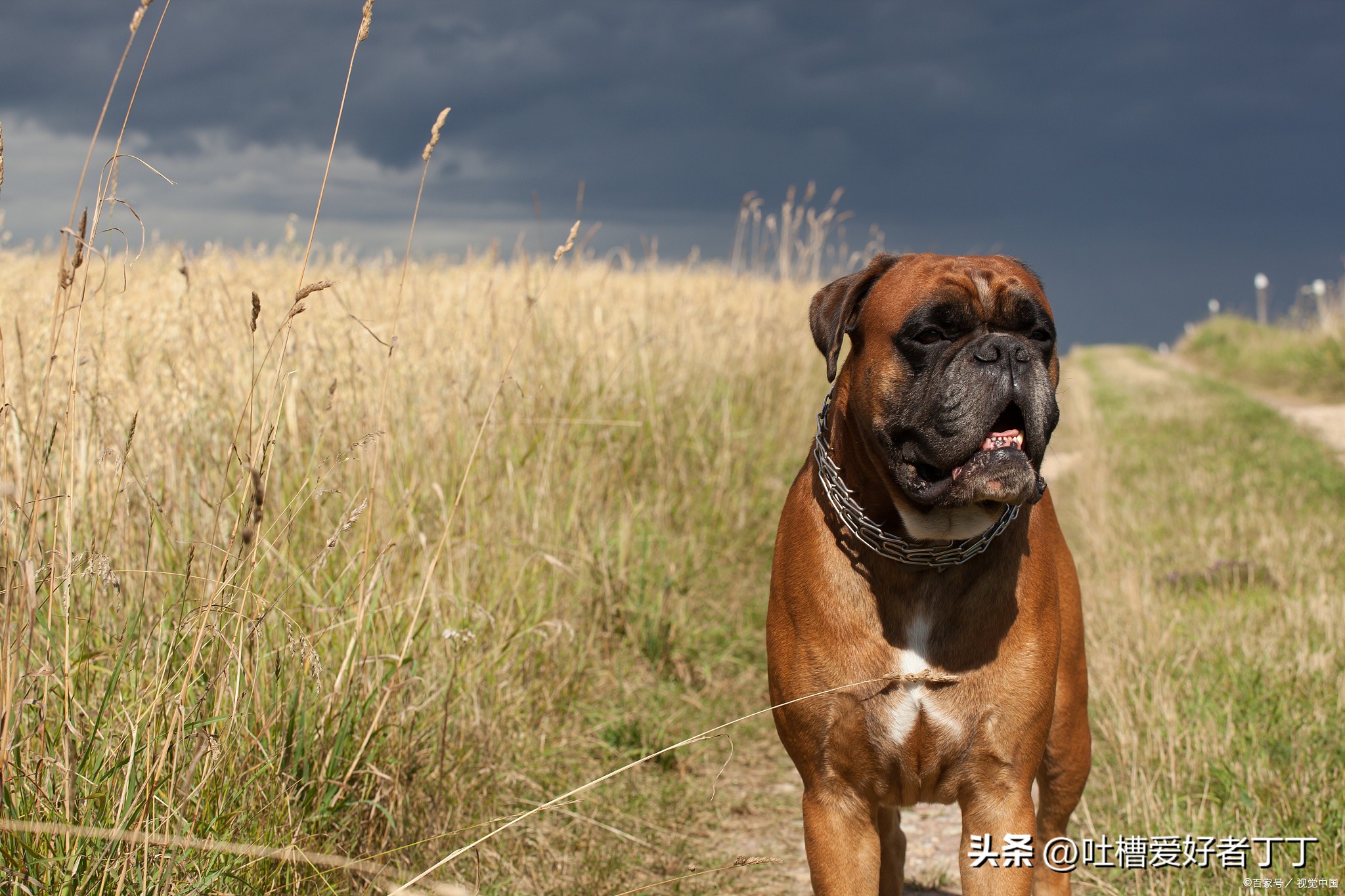 杈圭墽鍜汉琛屼负绾犳鏂规硶,鐙楃嫍鎶ら鍜汉绾犳瑙嗛