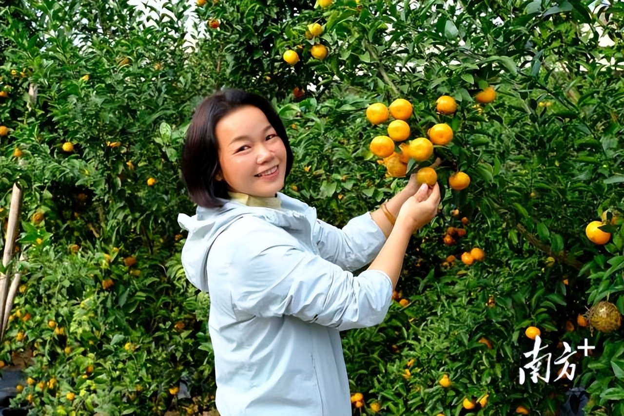 四会正宗沙糖桔是纯甜的吗,四会沙糖桔有没有籽