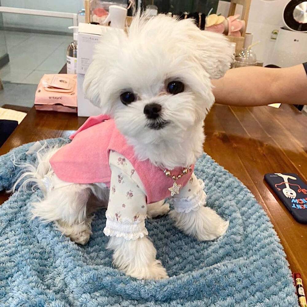 七种最受欢迎的小型宠物犬,这几种最受欢迎的宠物犬你养了吗