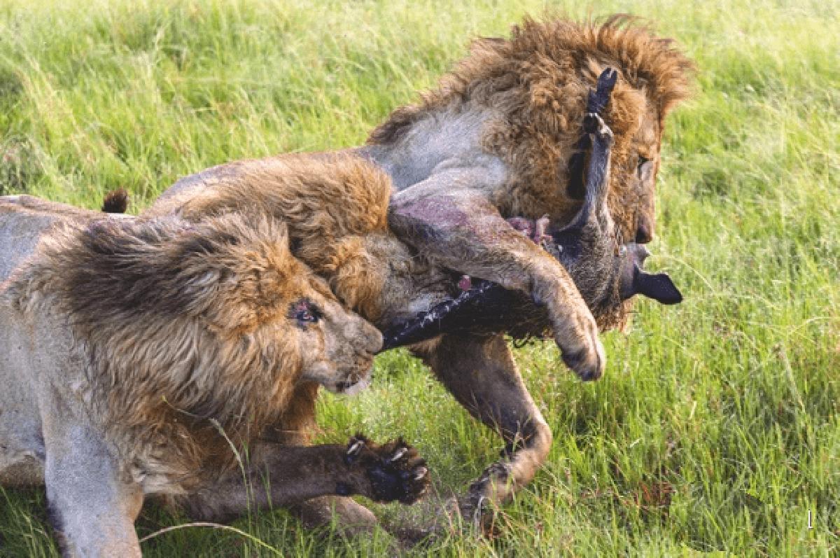 狮王刀疤被谁击败,狮王刀疤狮群称王达9年