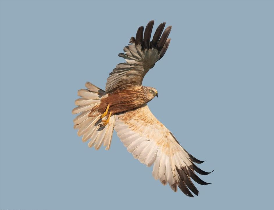 哪些鸟是猛禽,什么鸟属于猛禽