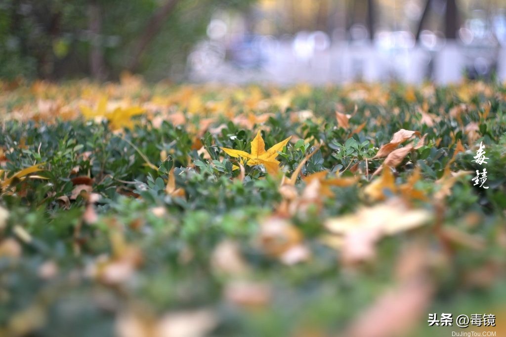 初代八羽怪：8片光圈版银色START卡口Helios44镜头资料和样片