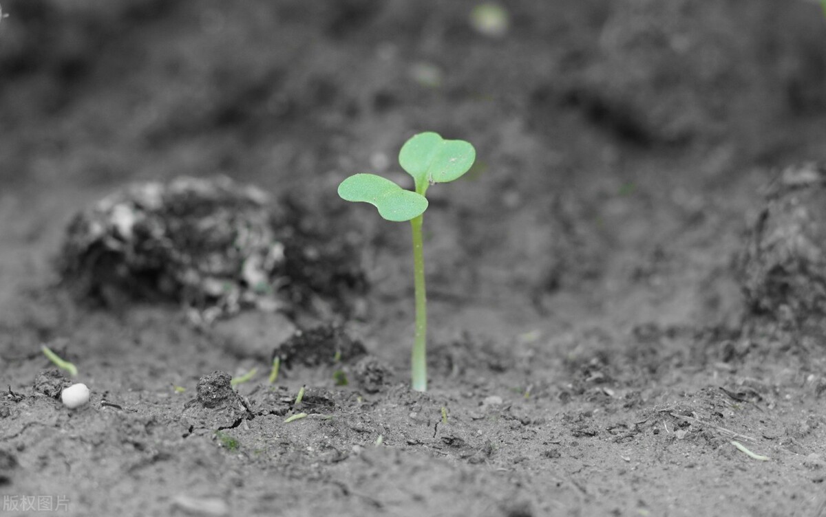 球王贝利离世文案,巴西球王贝利去世文案