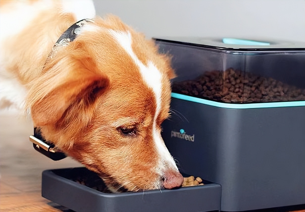 千万别对狗狗做这样的事,不要对狗狗做的14件事