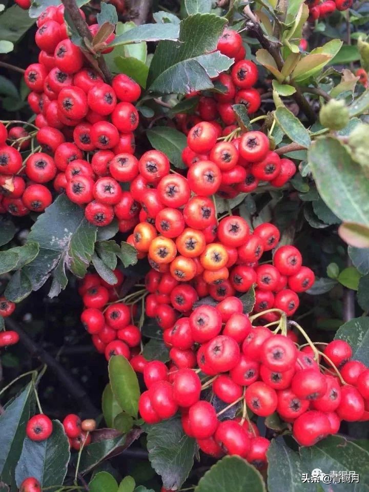 第3课：中国最早的诗词——周公旦写《鸱鸮》《蟋蟀》