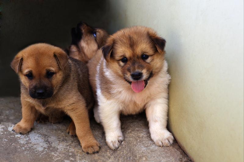 小女孩被恶犬咬原视频,被恶犬咬伤7岁女童状态平稳