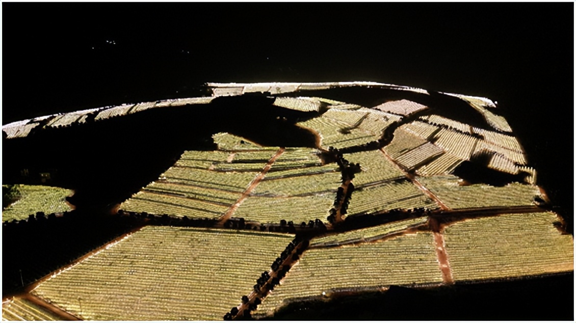 罗甸火龙果成为致富果,广西丰产火龙果