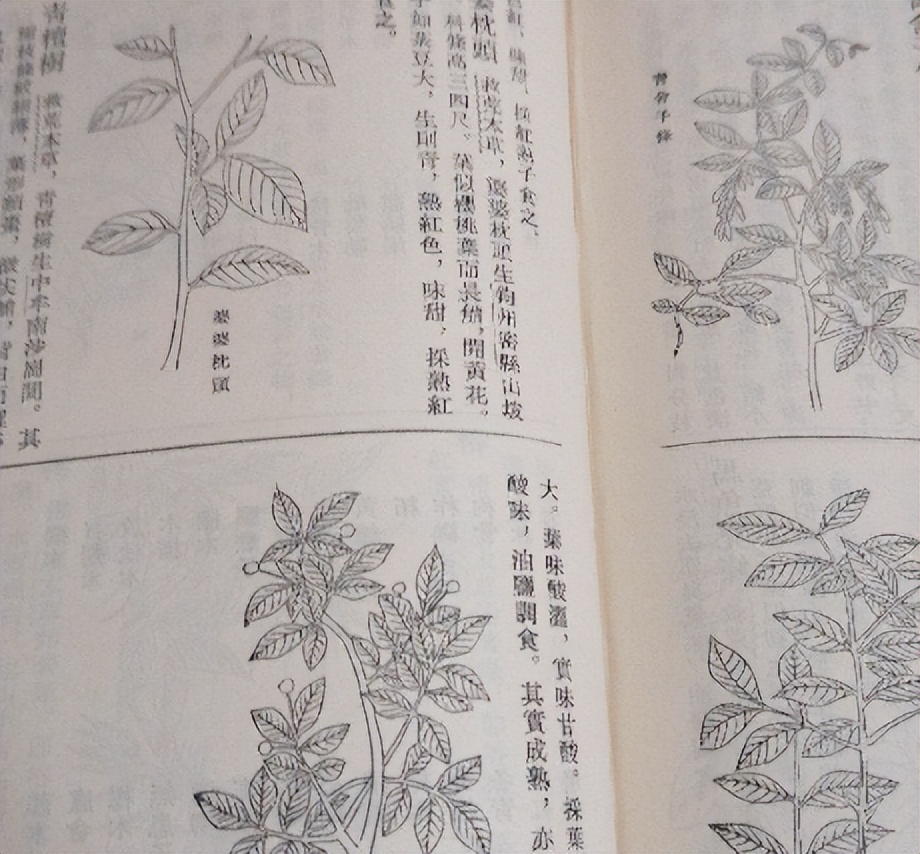 番荔枝要人工传粉吗,番荔枝来自哪里