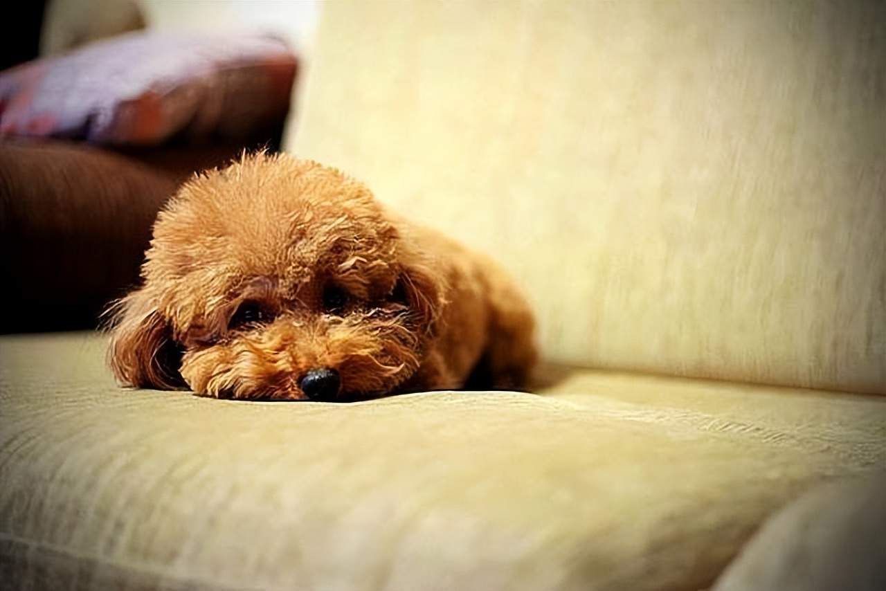 泰迪全身疼痛,泰迪生产时痛苦的叫唤