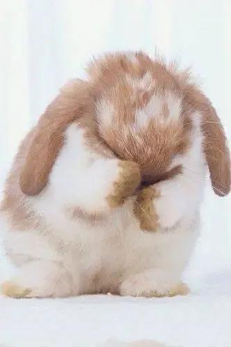 兔年跟风养个兔,哪种品种的兔兔好养还便宜