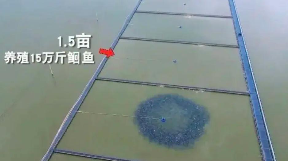 水库养鱼一年收入1000万,30亩养鱼塘一年收入