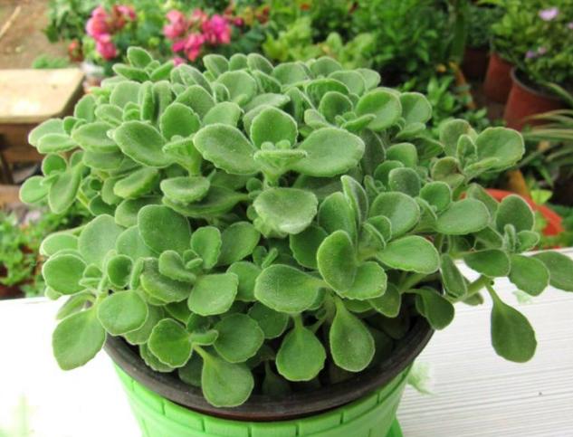 屋里养什么花不招苍蝇,家里养这2种花净化空气带来好运