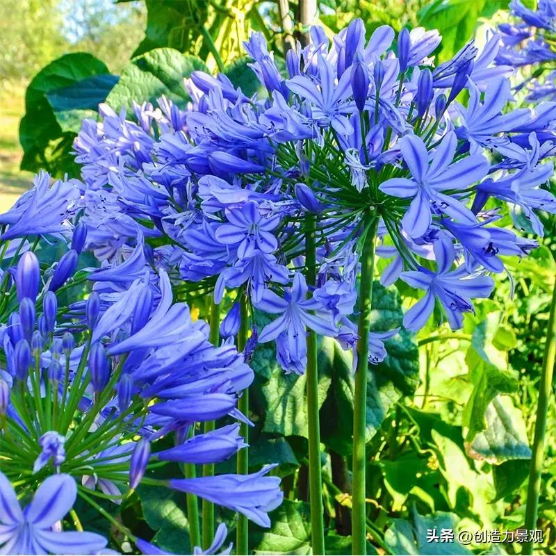 夏季好养的花卉有哪些,夏季的常见花卉有哪些