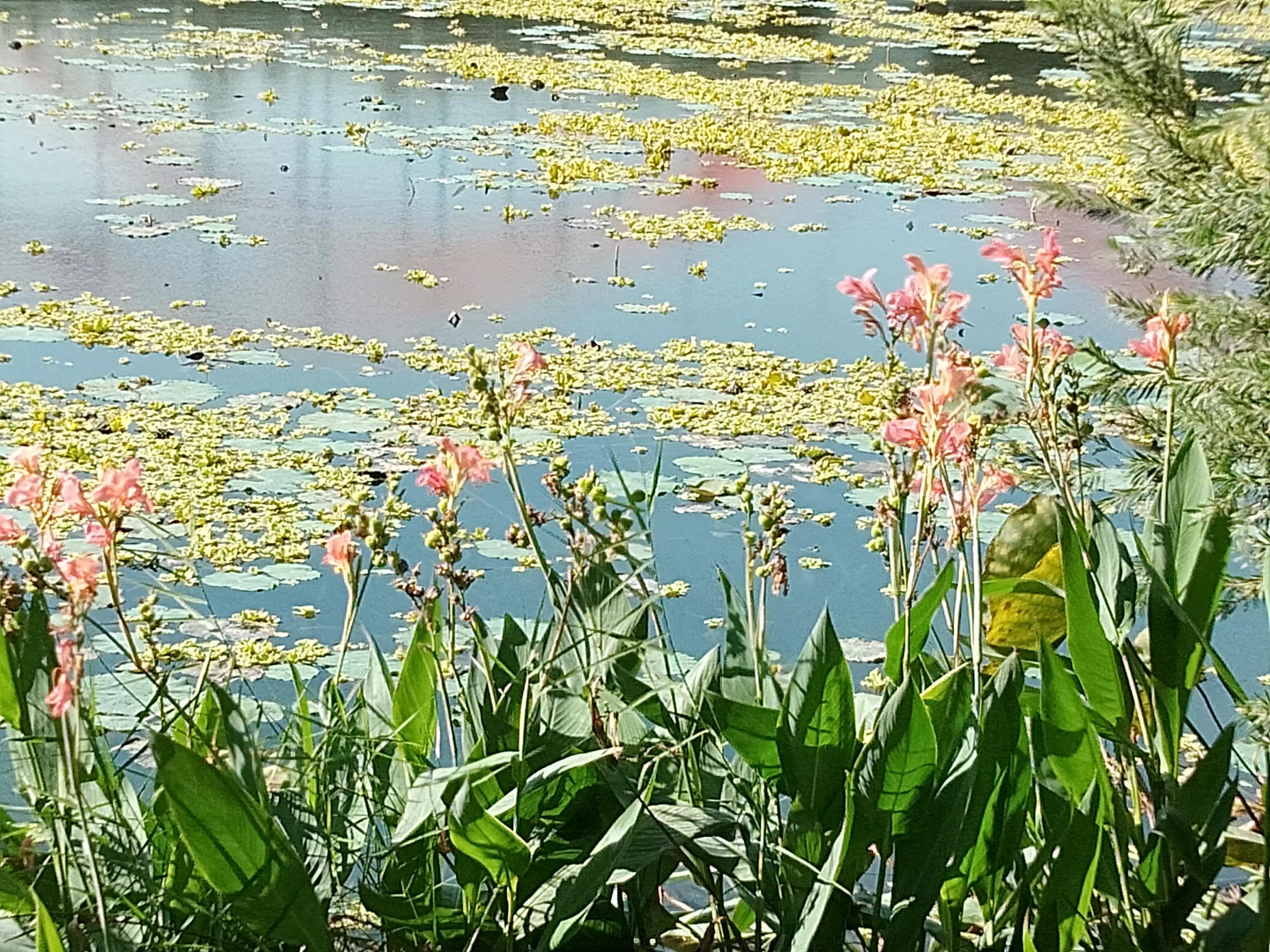 深圳洪湖公园冬季景色,冬天的洪湖公园