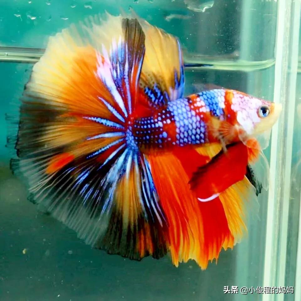 泰国斗鱼的图片大全集,泰国斗鱼公母混养