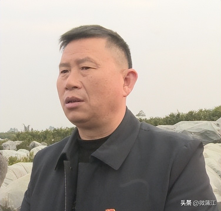 成都市蒲江县耙耙柑果园出售,四川成都蒲江耙耙柑最新行情