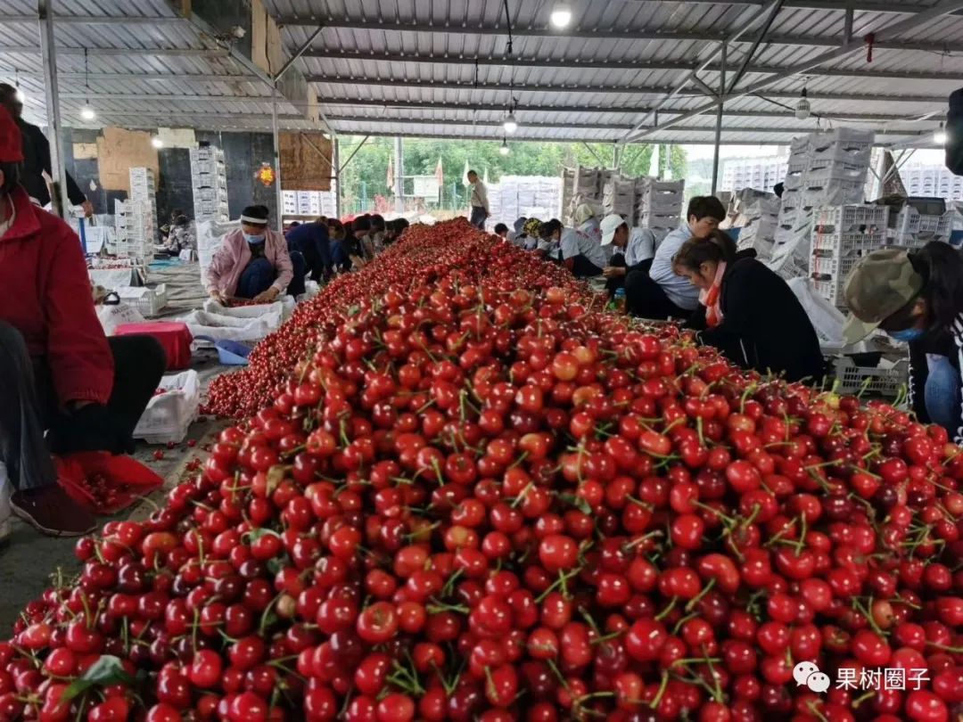大樱桃预冷多长时间装箱最好,樱桃预冷处理