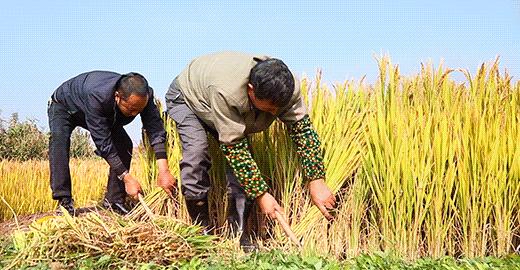 骂他们“抹黑中国”,才是这个时代最大的悲哀