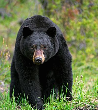 北京奥运会五个吉祥物代表的动物,北京奥运吉祥物代表动物