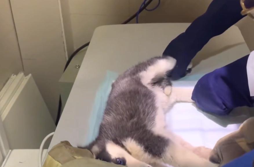 因为6000治疗费被抛弃的哈士奇，历经10个月，它已经成为纯纯二哈