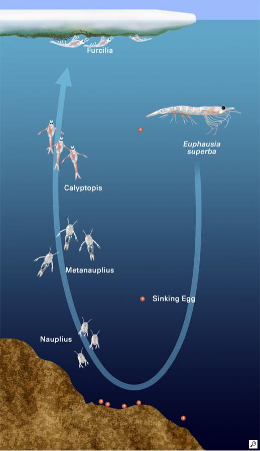 中国南极磷虾金矿,全球南极磷虾资源