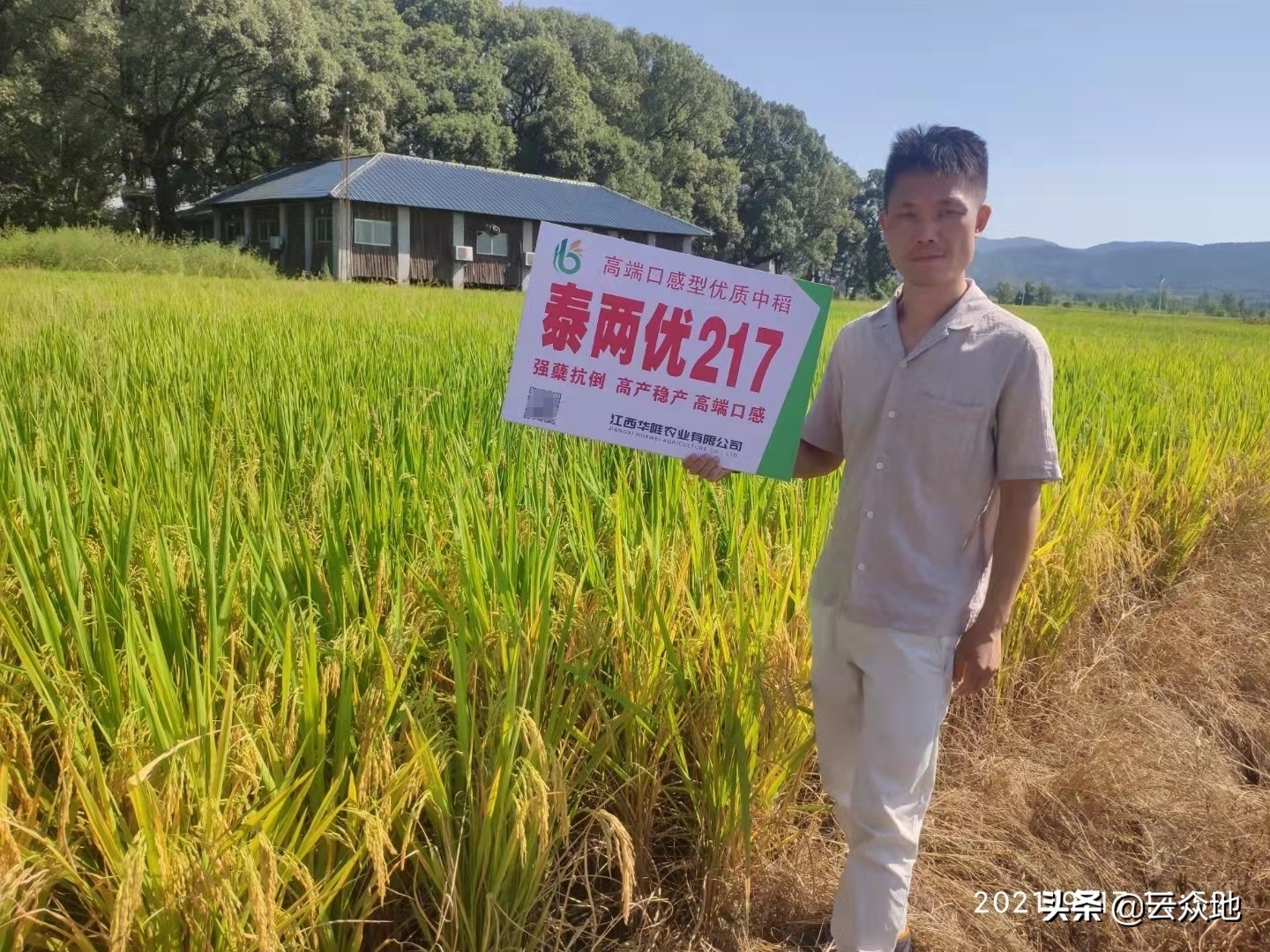 浙江好稻米品种,浙江十大好味稻品种