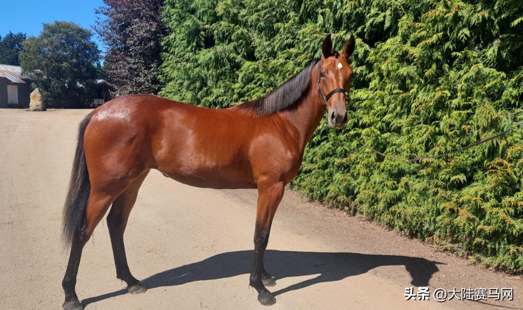 “超值”抢购新西兰官方拍卖会「流拍」走马的唯一机会，来啦！