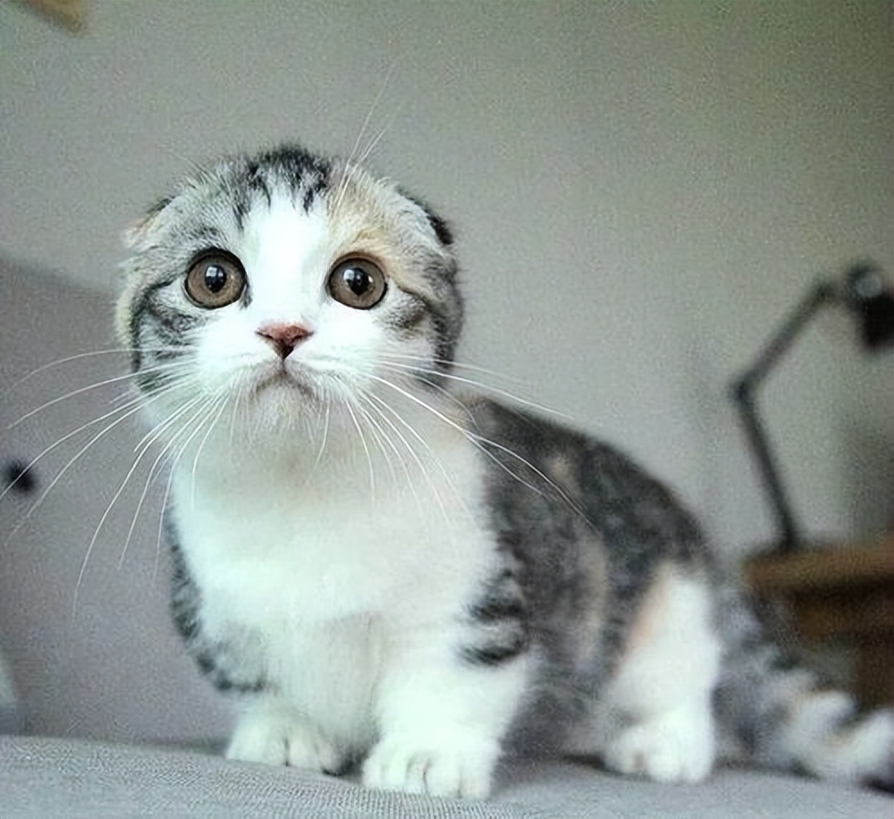 不管多有钱这几种猫不建议养,再有钱也不要养这五种猫