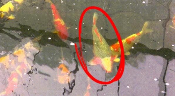 开眼界的鱼卖了7万元,开眼界的鱼叫什么鱼