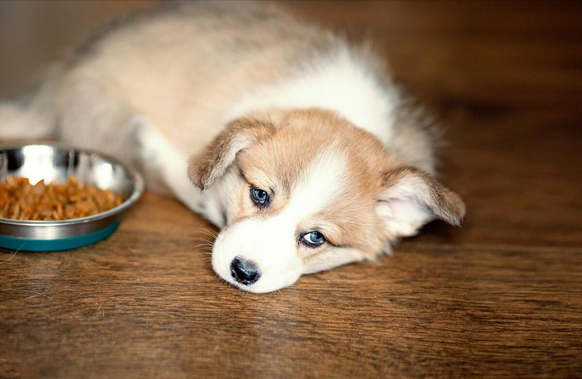 狗狗只吃狗粮为什么会吐,狗狗每天只吃一点点狗粮