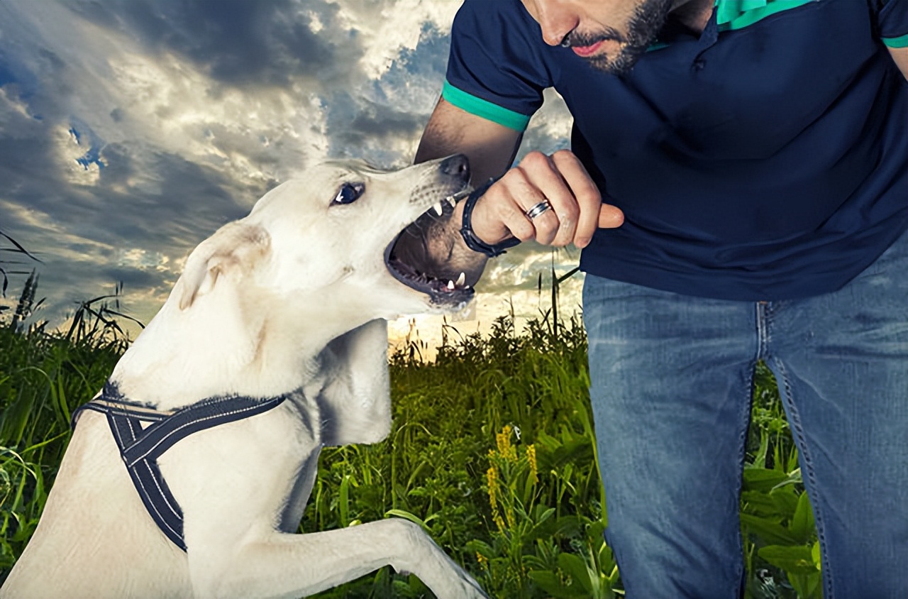 打断狗狗交配，会带来什么后果？