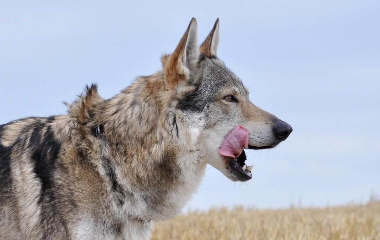 繁殖捷克狼犬赚钱吗,包办婚姻的狗狗