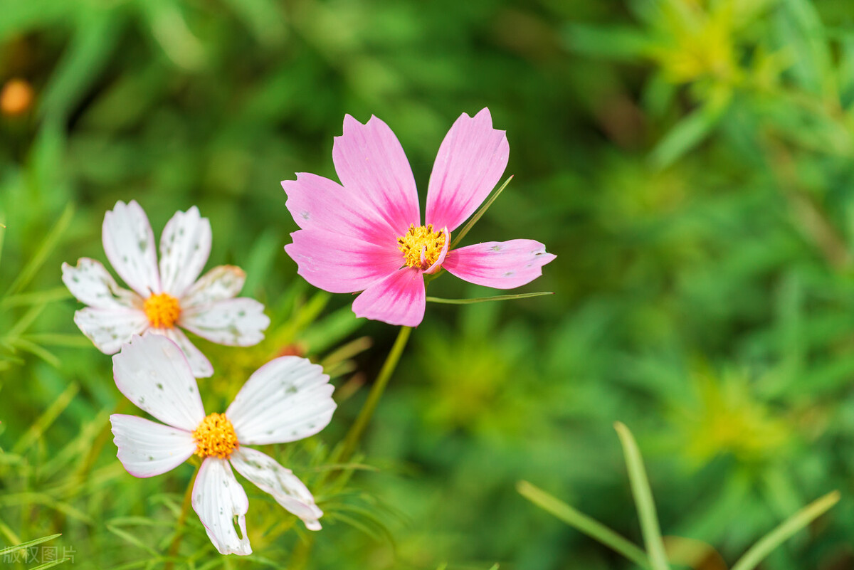 男人对女人有真爱有哪些表现,男人对女人的真爱表现在哪里