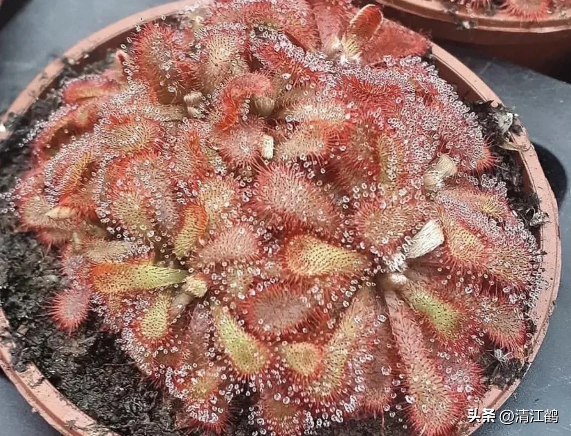 又好看又便宜的食虫植物,有什么推荐的食虫植物