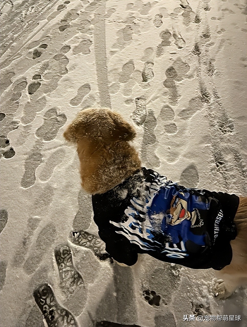 如果有一天，我的宠物不在了，怎么办？