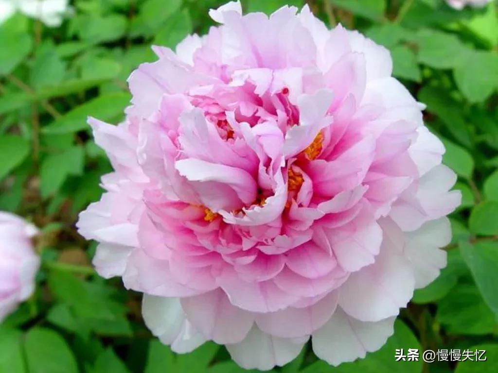 宋朝牡丹诗词,历代咏牡丹花诗词大全