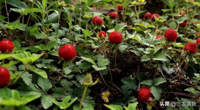 家乡的野果香甜可口,自家种的奇异果味道特别好吃