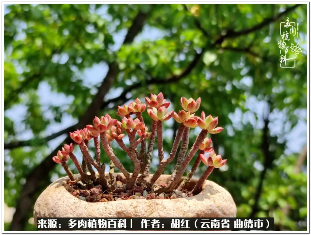 多肉植物里的糖,多肉生活的调味剂